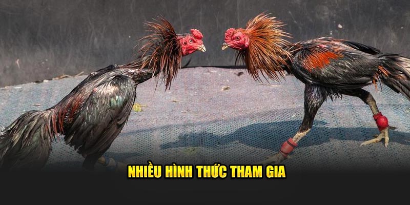 Nhiều hình thức tham gia tại đá gà New88