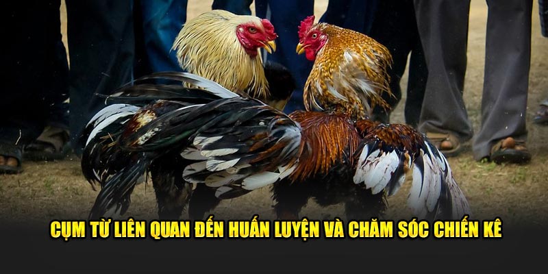 Cụm từ liên quan đến huấn luyện và chăm sóc chiến kê