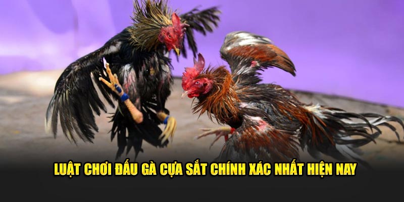 Luật chơi đấu gà cựa sắt chính xác nhất hiện nay
