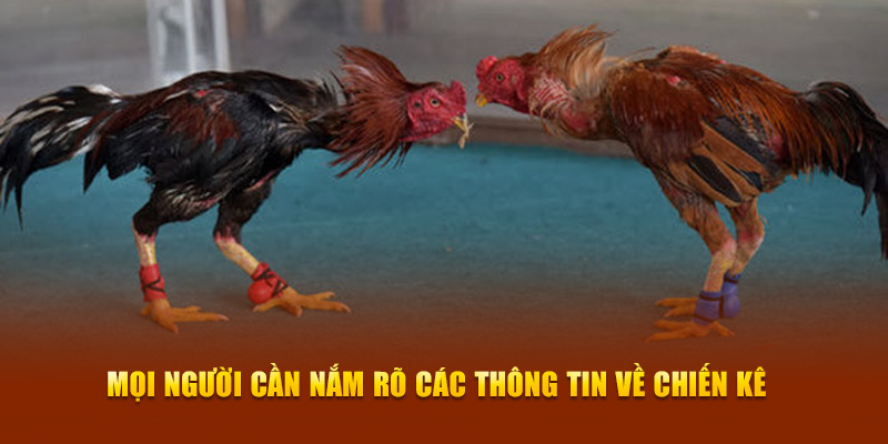 Mọi người cần nắm rõ các thông tin về chiến kê 